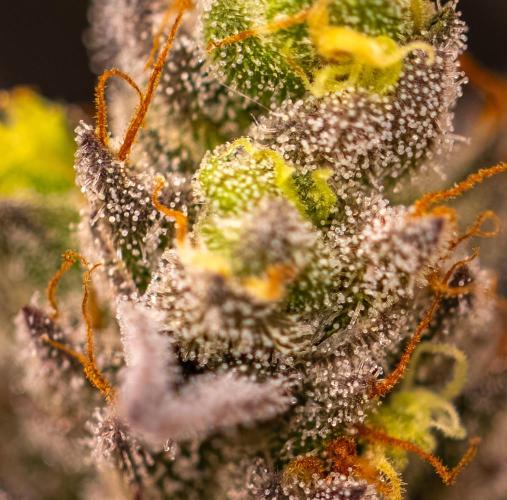 Rainbow Road - Paradise Seeds. Week 15