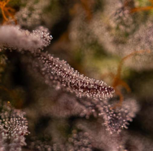 Rainbow Road - Paradise Seeds. Week 15