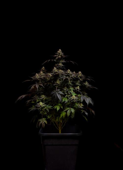 Space Cookies- Paradise Seeds. Week 15