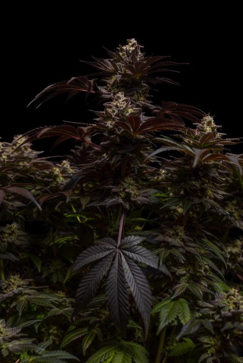 Space Cookies- Paradise Seeds. Week 15