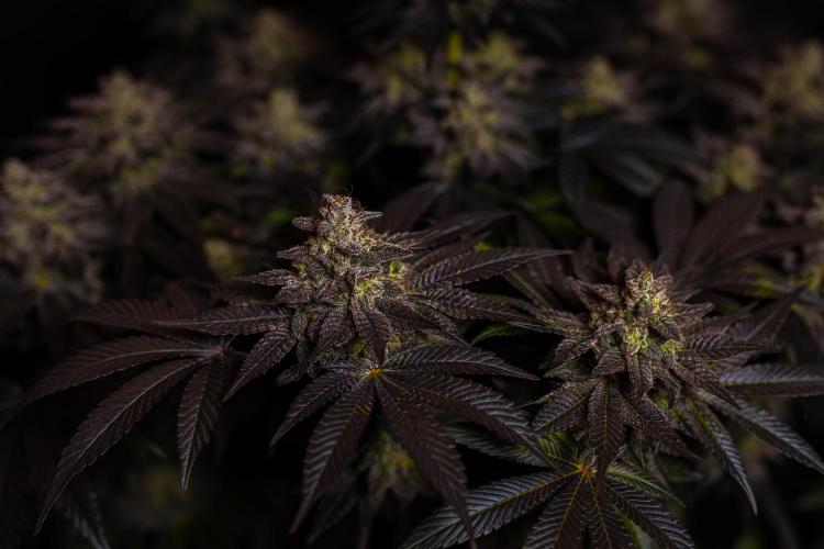 Space Cookies- Paradise Seeds. Week 15