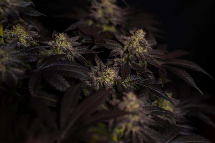 Space Cookies- Paradise Seeds. Week 15