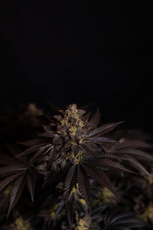 Space Cookies- Paradise Seeds. Week 15