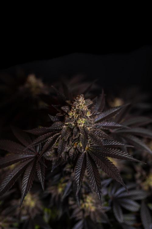 Space Cookies- Paradise Seeds. Week 15