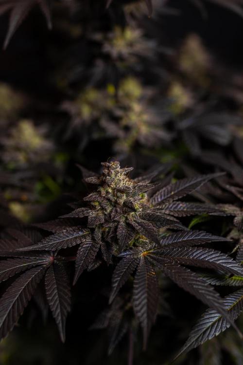 Space Cookies- Paradise Seeds. Week 15