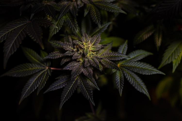 Space Cookies- Paradise Seeds. Week 15