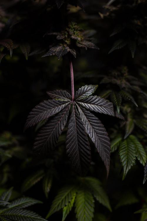 Space Cookies- Paradise Seeds. Week 15