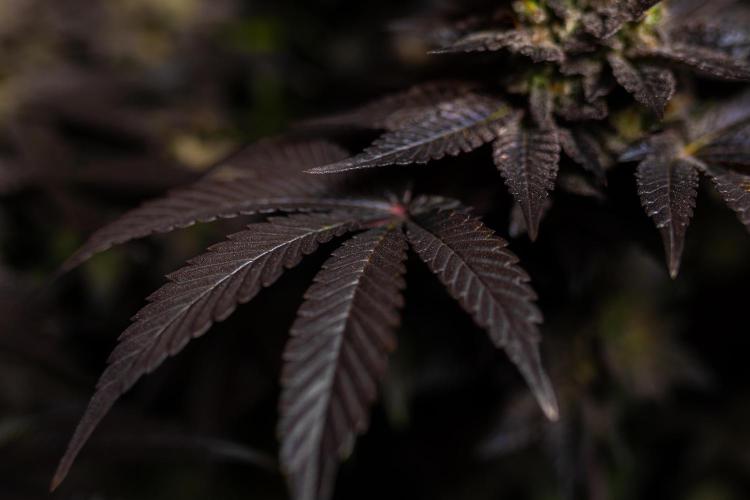 Space Cookies- Paradise Seeds. Week 15