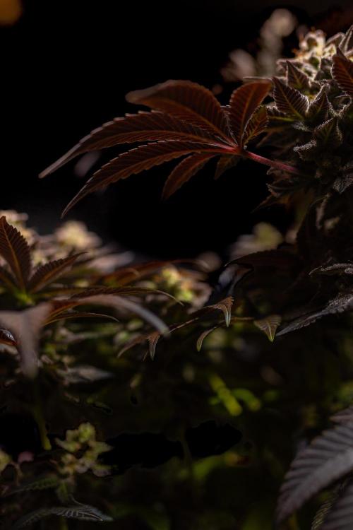 Space Cookies- Paradise Seeds. Week 15