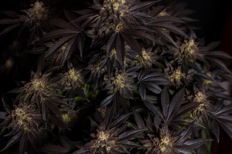 Space Cookies- Paradise Seeds. Week 15