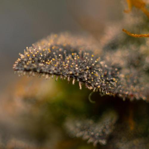 Space Cookies- Paradise Seeds. Week 15