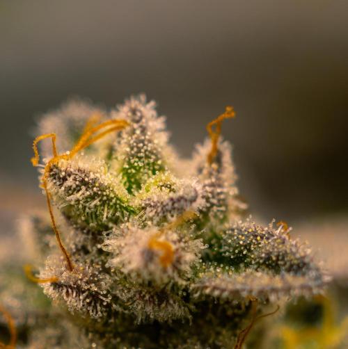 Space Cookies- Paradise Seeds. Week 15