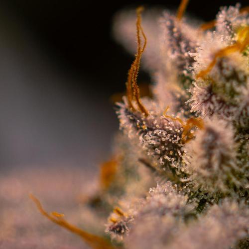 Space Cookies- Paradise Seeds. Week 15