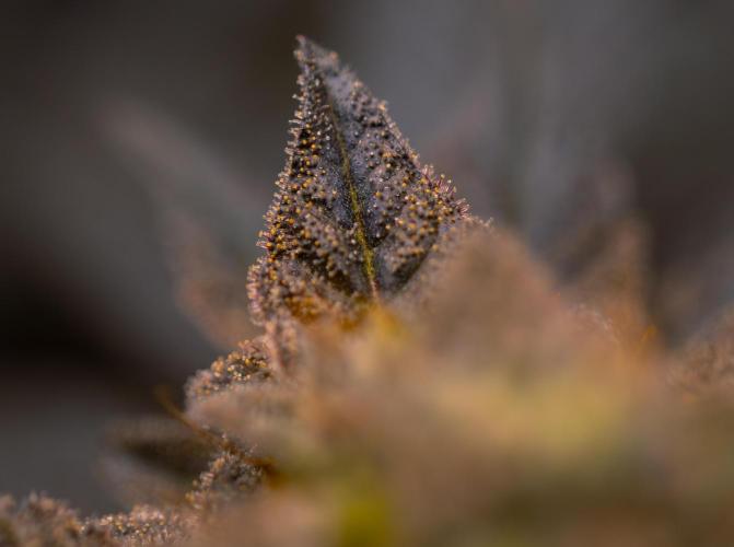 Space Cookies- Paradise Seeds. Week 15