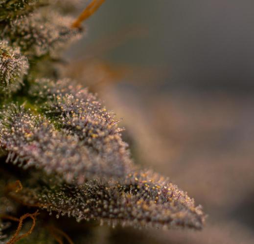 Space Cookies- Paradise Seeds. Week 15