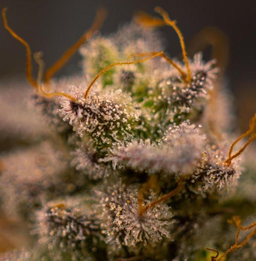 Space Cookies- Paradise Seeds. Week 15