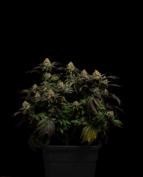 Acid - Paradise Seeds. Week 15