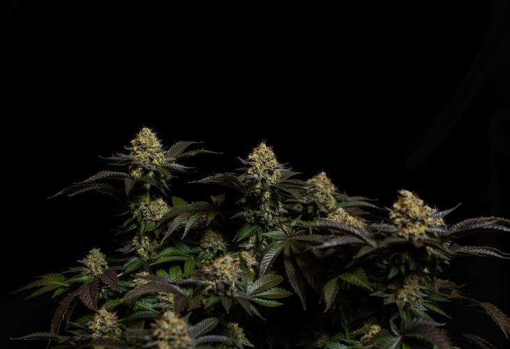 Acid - Paradise Seeds. Week 15