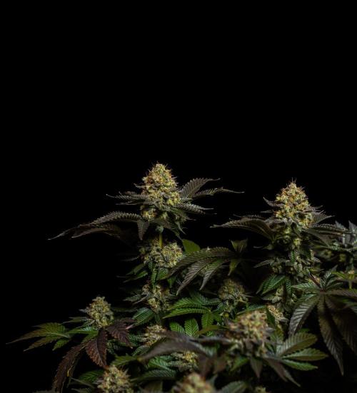 Acid - Paradise Seeds. Week 15