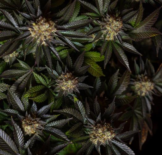 Acid - Paradise Seeds. Week 15