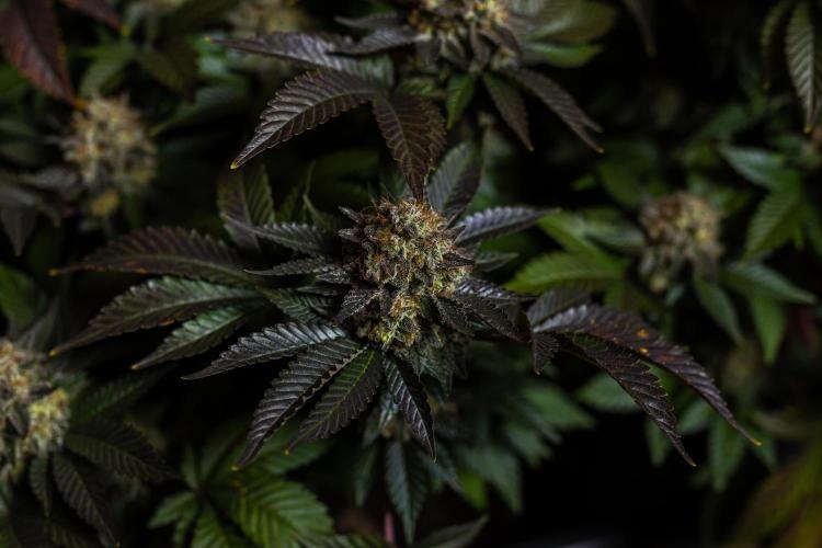 Acid - Paradise Seeds. Week 15