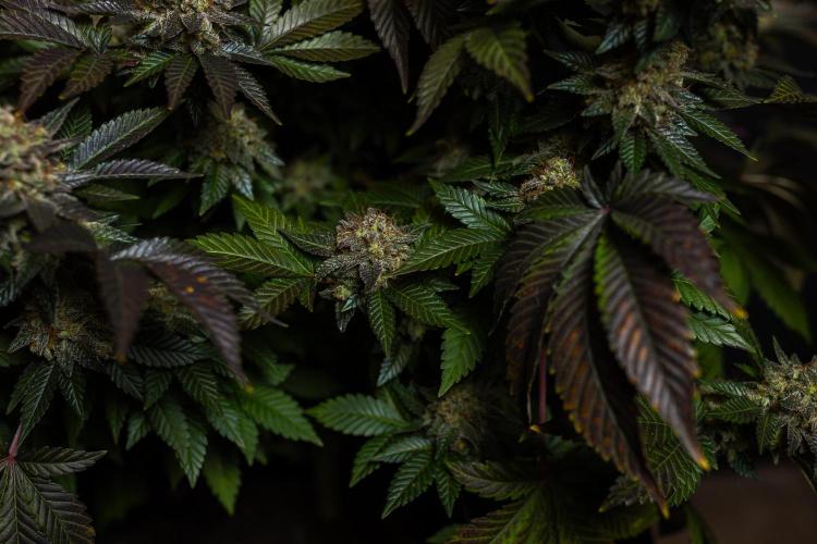 Acid - Paradise Seeds. Week 15