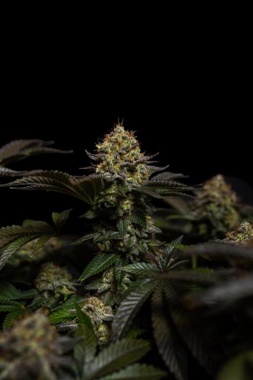 Acid - Paradise Seeds. Week 15