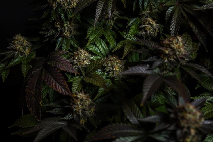 Acid - Paradise Seeds. Week 15