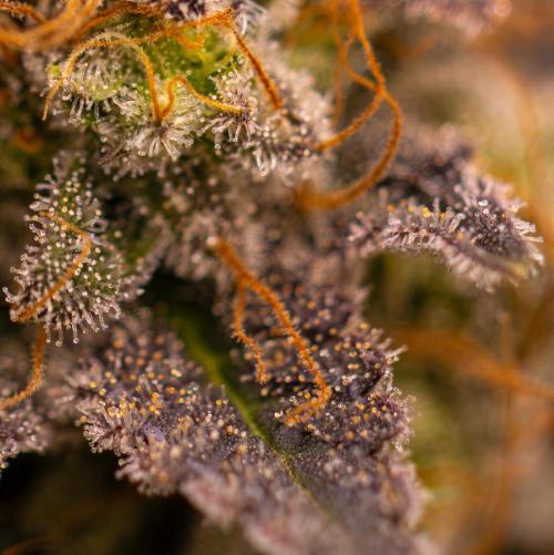 Acid - Paradise Seeds. Week 15