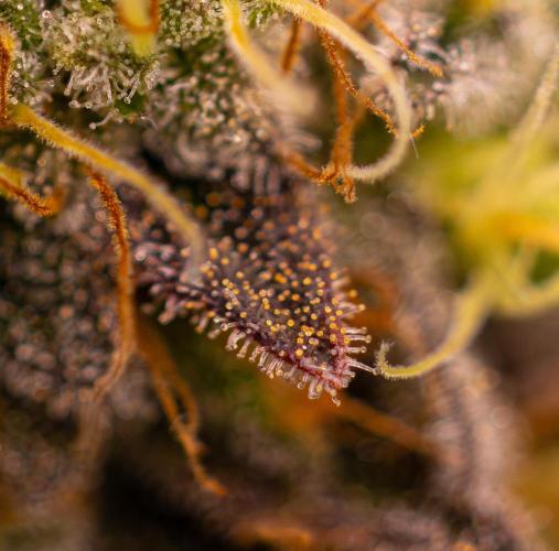 Acid - Paradise Seeds. Week 15