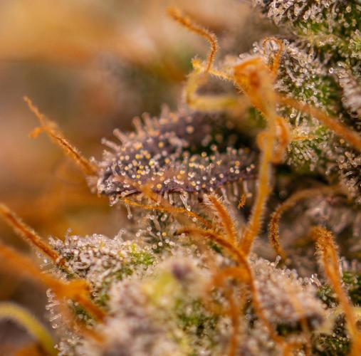 Acid - Paradise Seeds. Week 15