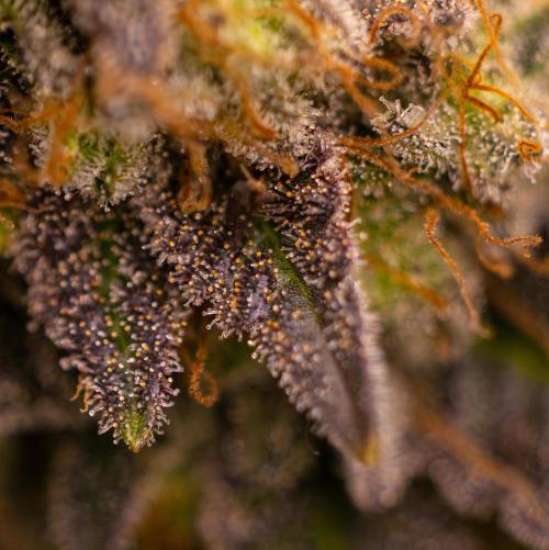 Acid - Paradise Seeds. Week 15