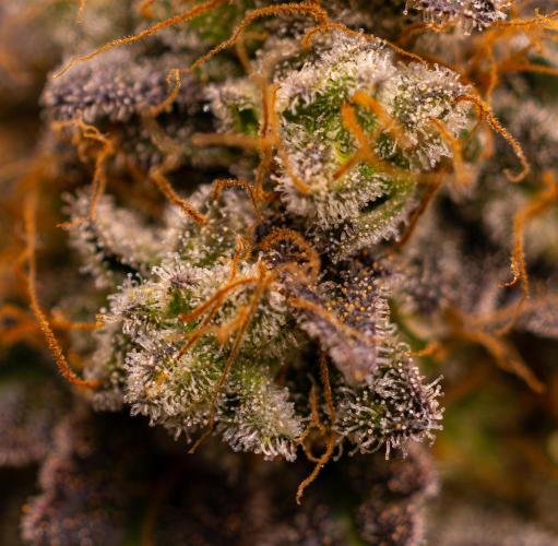 Acid - Paradise Seeds. Week 15