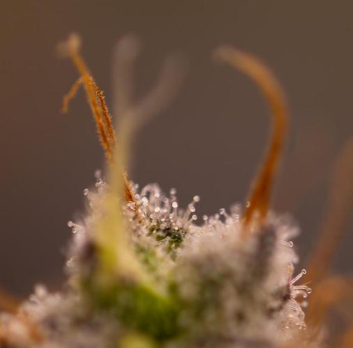 Acid - Paradise Seeds. Week 15