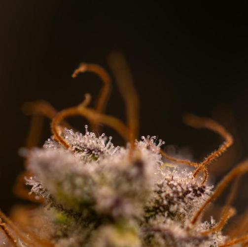 Acid - Paradise Seeds. Week 15