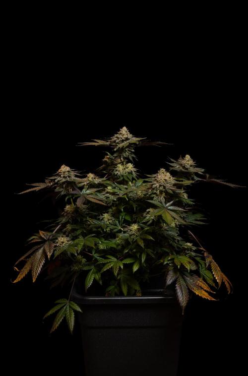 Tester 501x51 - Paradise Seeds. Week 15