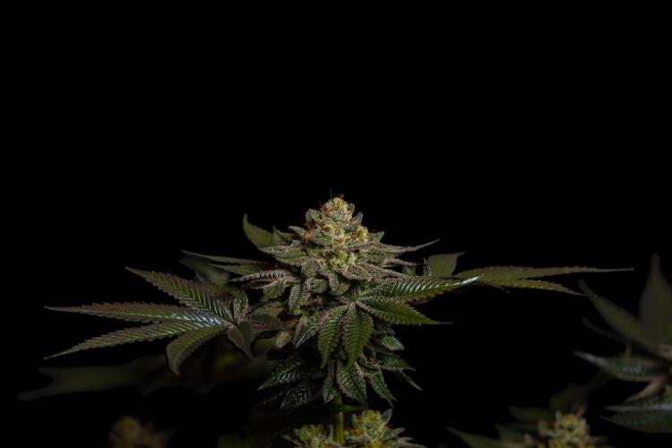 Tester 501x51 - Paradise Seeds. Week 15