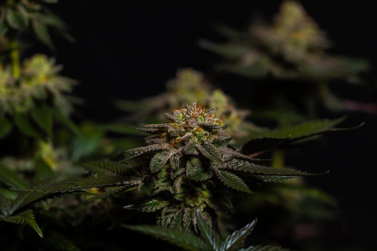 Tester 501x51 - Paradise Seeds. Week 15