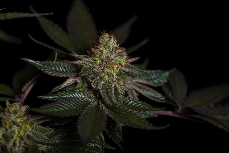 Tester 501x51 - Paradise Seeds. Week 15