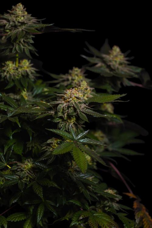 Tester 501x51 - Paradise Seeds. Week 15