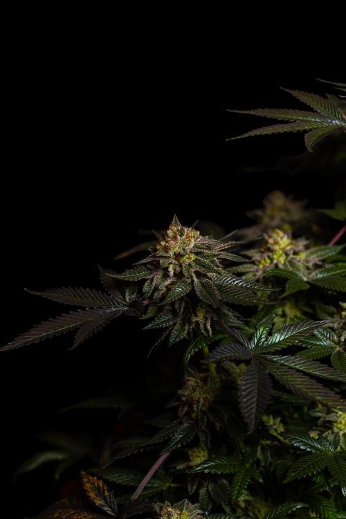 Tester 501x51 - Paradise Seeds. Week 15