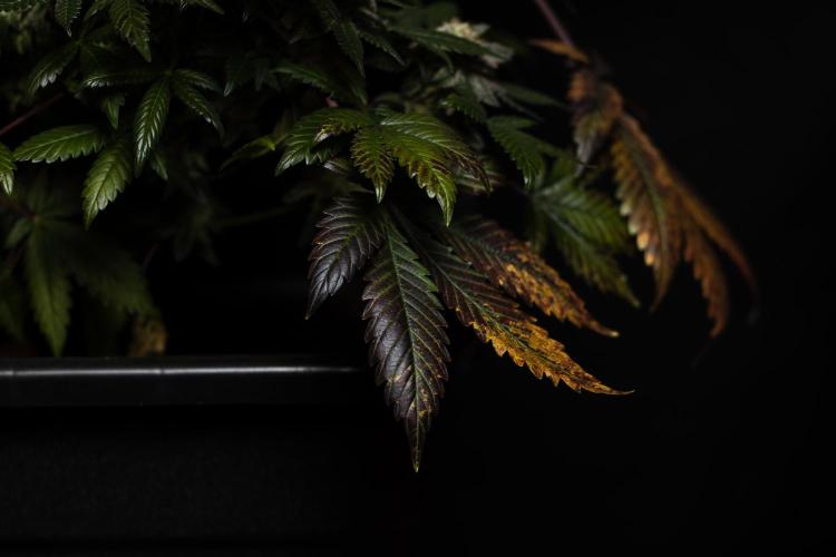 Tester 501x51 - Paradise Seeds. Week 15