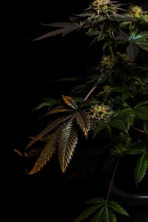 Tester 501x51 - Paradise Seeds. Week 15