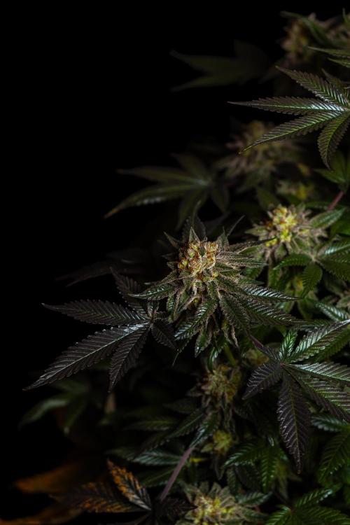 Tester 501x51 - Paradise Seeds. Week 15