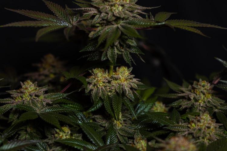 Tester 501x51 - Paradise Seeds. Week 15