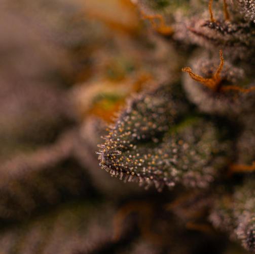 Tester 501x51 - Paradise Seeds. Week 15