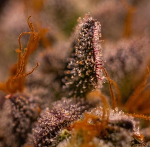 Tester 501x51 - Paradise Seeds. Week 15