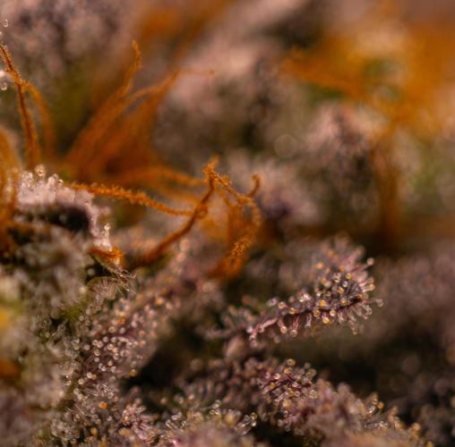 Tester 501x51 - Paradise Seeds. Week 15