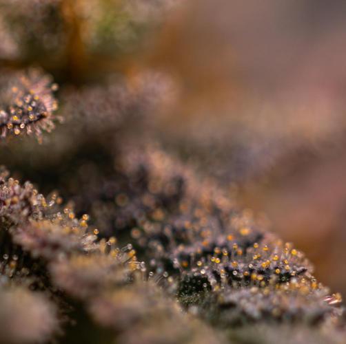 Tester 501x51 - Paradise Seeds. Week 15