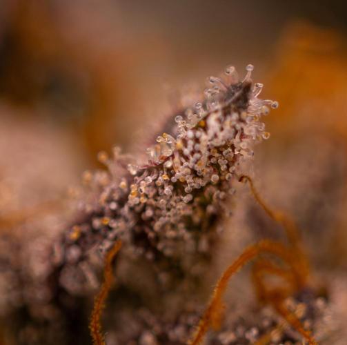 Tester 501x51 - Paradise Seeds. Week 15